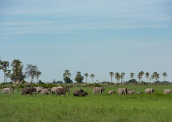 African Journey, Inc. celebrates Wild About Wildlife month