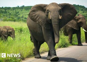 South Africa elephants trample Spanish vacationer to demise in Pilanesberg Nationwide Park