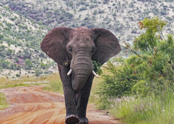 Elephants trample vacationer to loss of life after he left fiancée in automotive to take photographs in South Africa