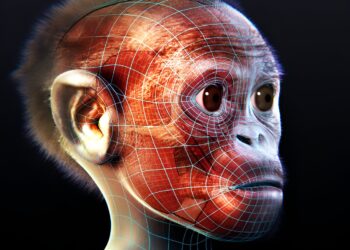 How outdated are South African fossils just like the Taung Little one? Research provides a solution
